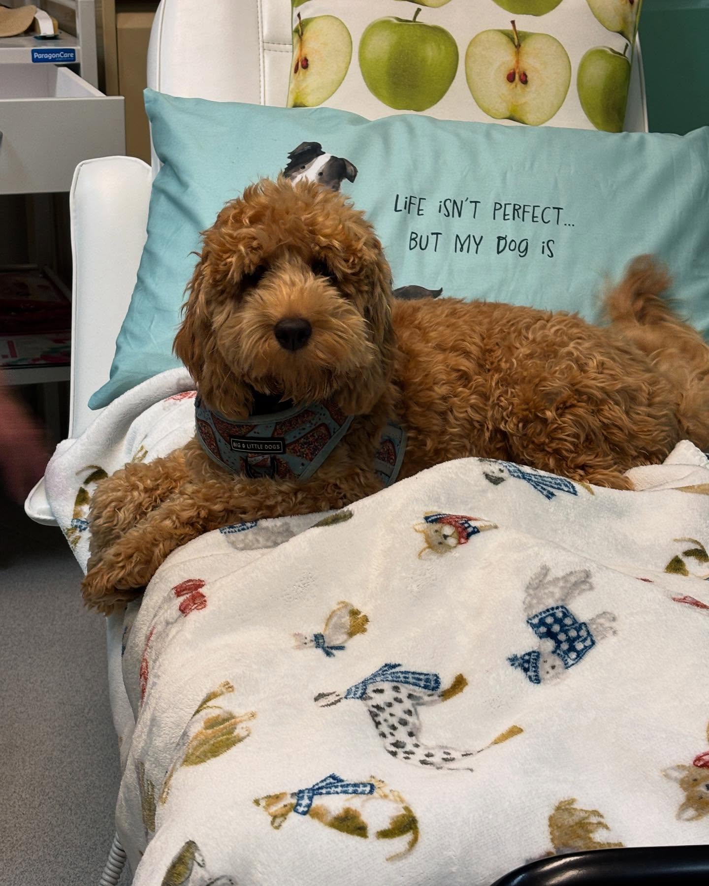 Leonard, the clinic mascot
